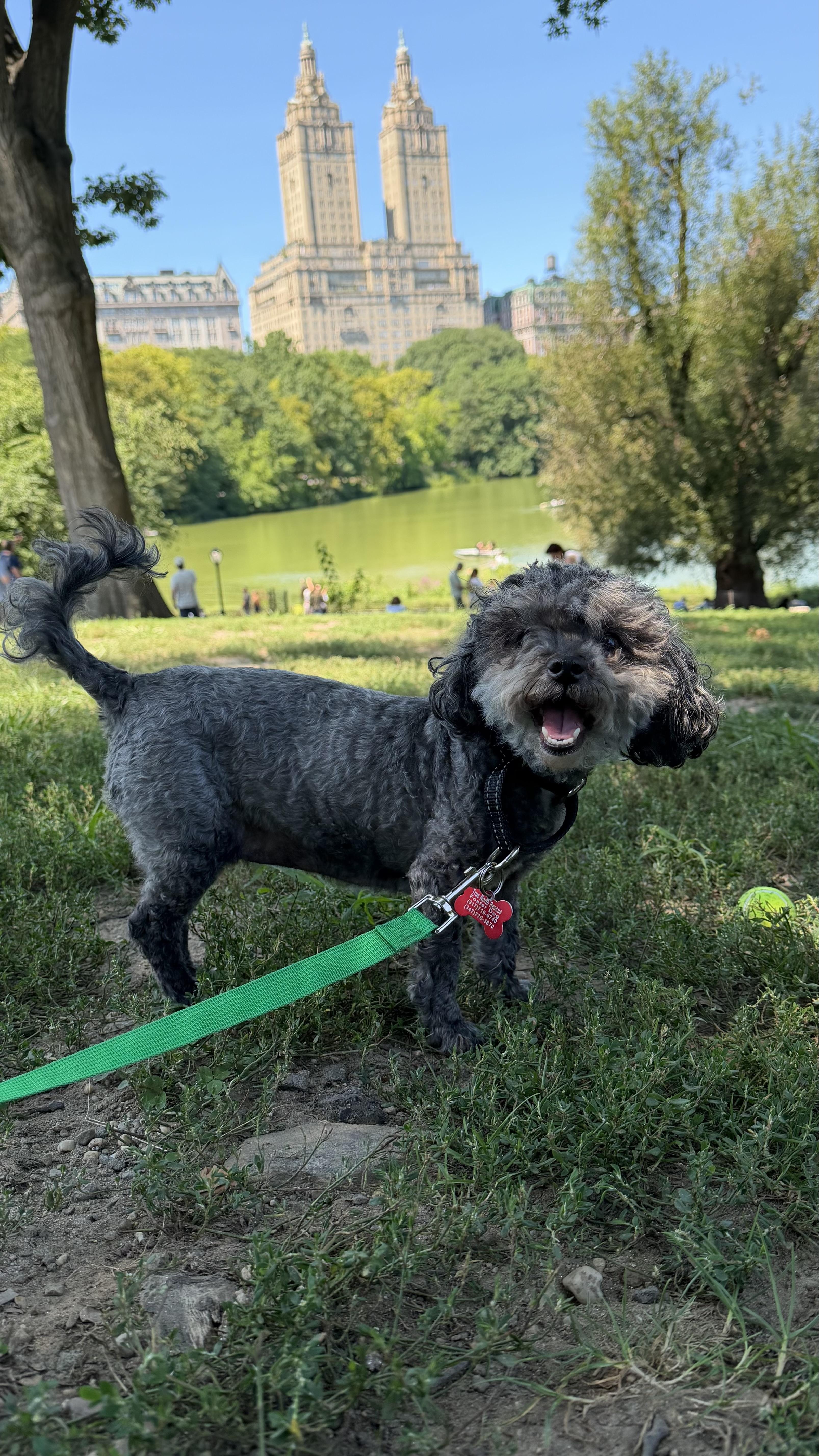 A senior small-sized female Miniature Poodle dog named Riley for adoption in Brooklyn, NY