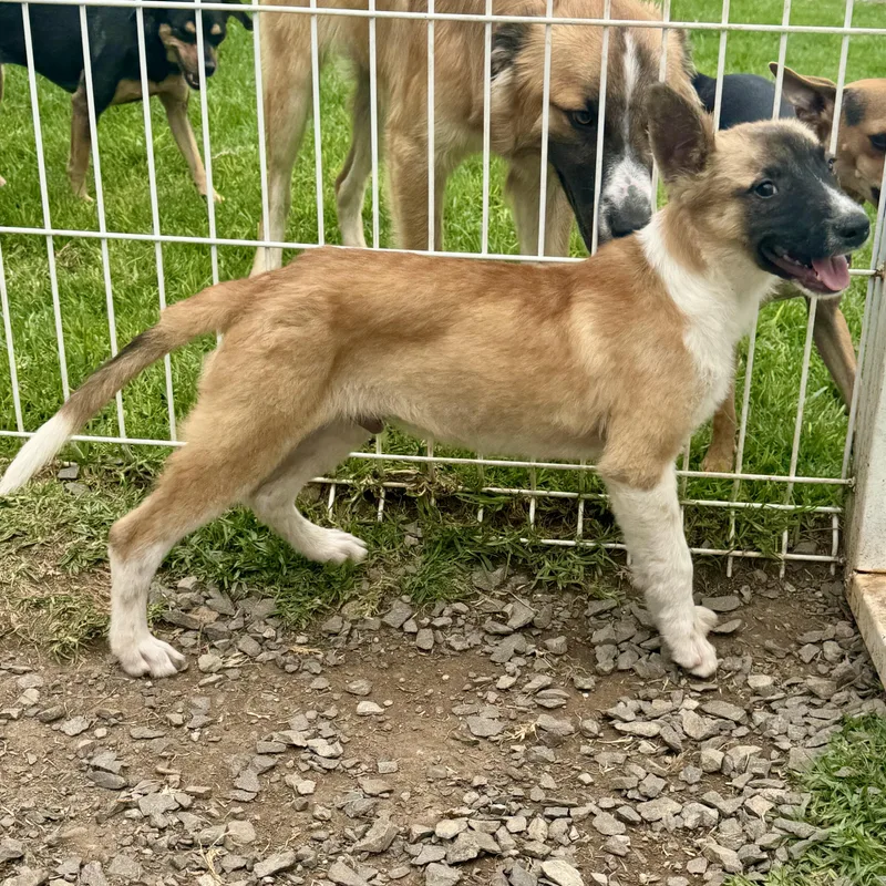 A baby medium-sized male Tricolor (Brown, Black, & White) Belgian Shepherd / Malinois dog named Koda for adoption in Manvel, TX