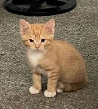 A baby small-sized male Domestic Short Hair cat named Jeremy for adoption in Camarillo, CA