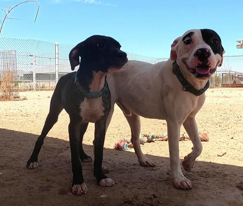 A young medium-sized male Boxer dog named Clutch for adoption in Queen Creek, AZ