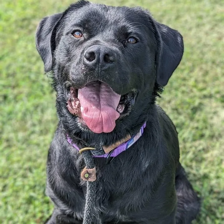 A young large-sized female Black Labrador Retriever dog named Luna for adoption in Manassas, VA