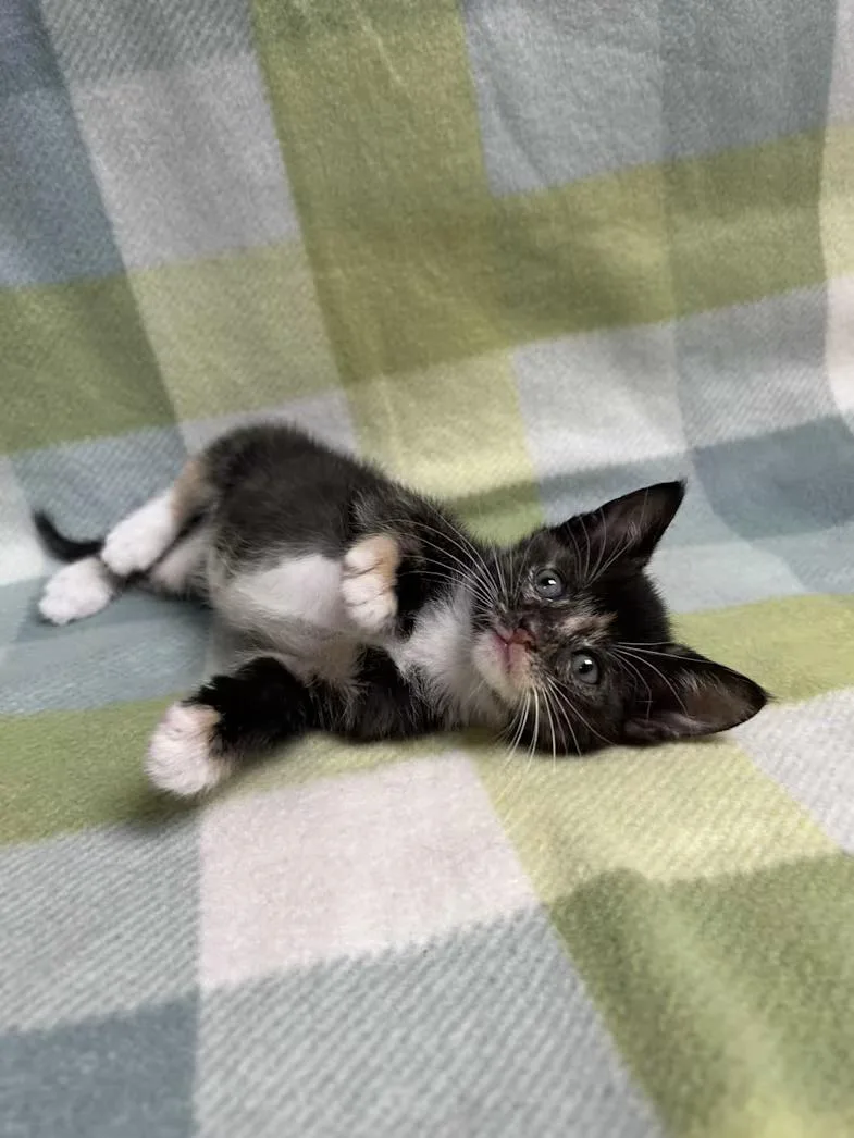 A baby medium-sized female Tortoiseshell Domestic Short Hair cat named Clover for adoption in Greensboro, NC