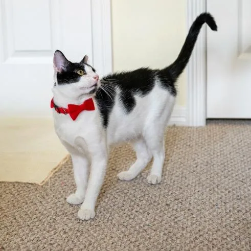 An adult large-sized male Black Domestic Short Hair cat named Sebastian for adoption in Houston, TX