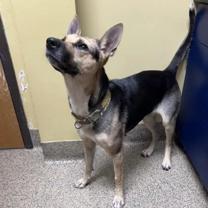 An adult large-sized female German Shepherd Dog dog named Lilac for adoption in Merriam, KS