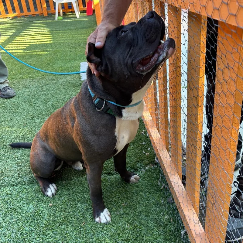 Humble A thumbnail 3