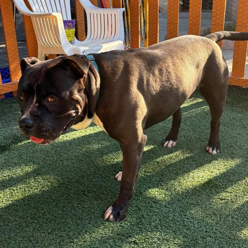 Humble A thumbnail 4