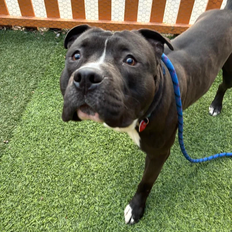 Humble A thumbnail 5