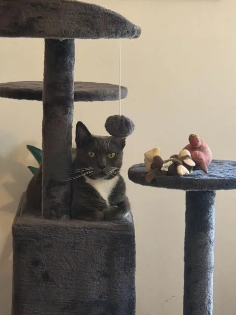A young medium-sized female Domestic Short Hair cat named Ruthie Ginsburg for adoption in Pawtucket, RI
