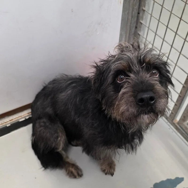 An adult medium-sized female Terrier dog named Venellope for adoption in Chico, CA