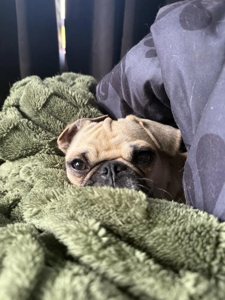 Polly thumbnail 2