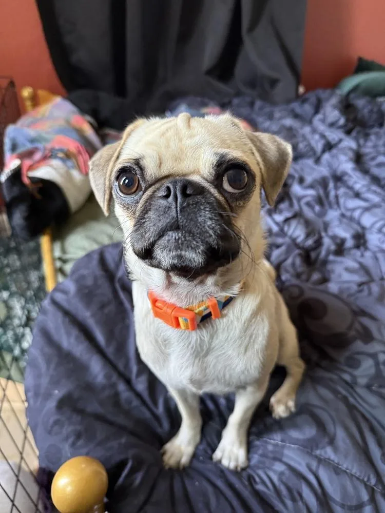 Polly thumbnail 3