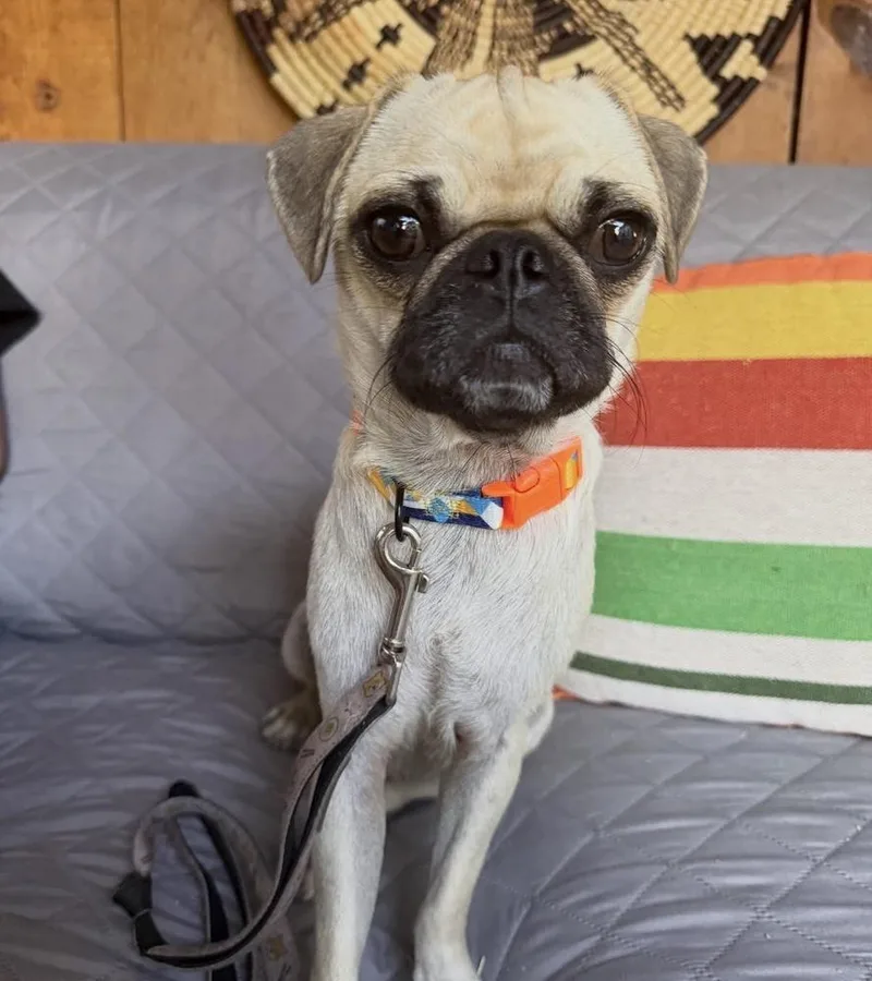Polly thumbnail 4