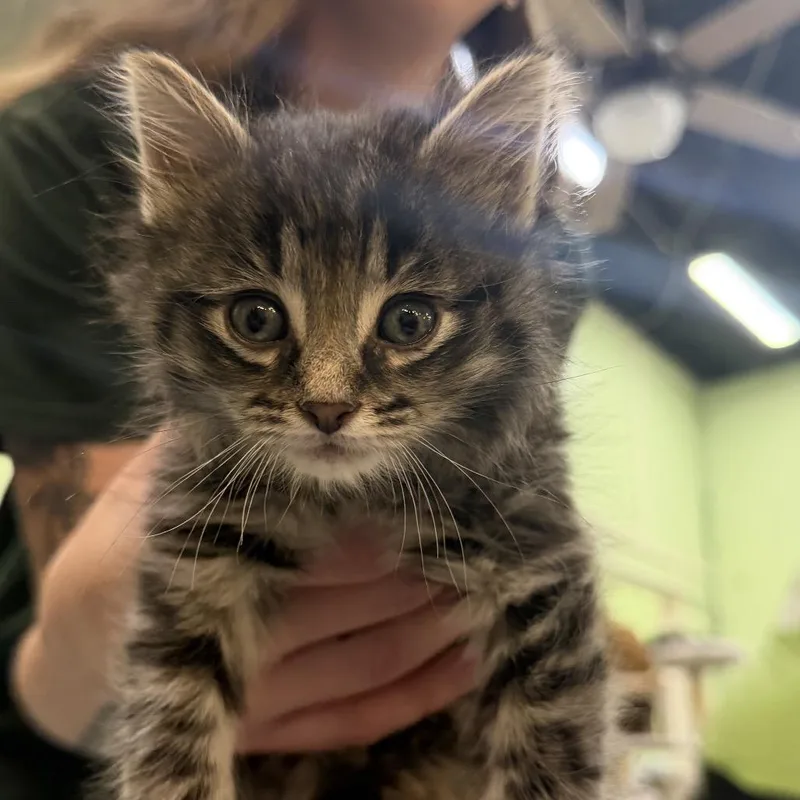 A baby small-sized male Brown / Chocolate Domestic Long Hair cat named Franco for adoption in Mount Juliet, TN