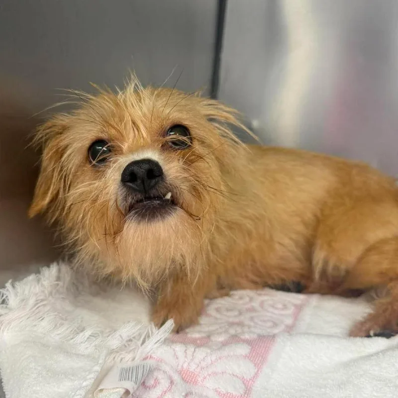 An adult small-sized female Yellow / Tan / Blond / Fawn Shih Tzu dog named Sunny for adoption in Martinsville, VA