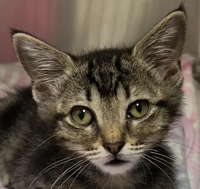 A baby medium-sized female Domestic Short Hair cat named Molly for adoption in Independence, MO