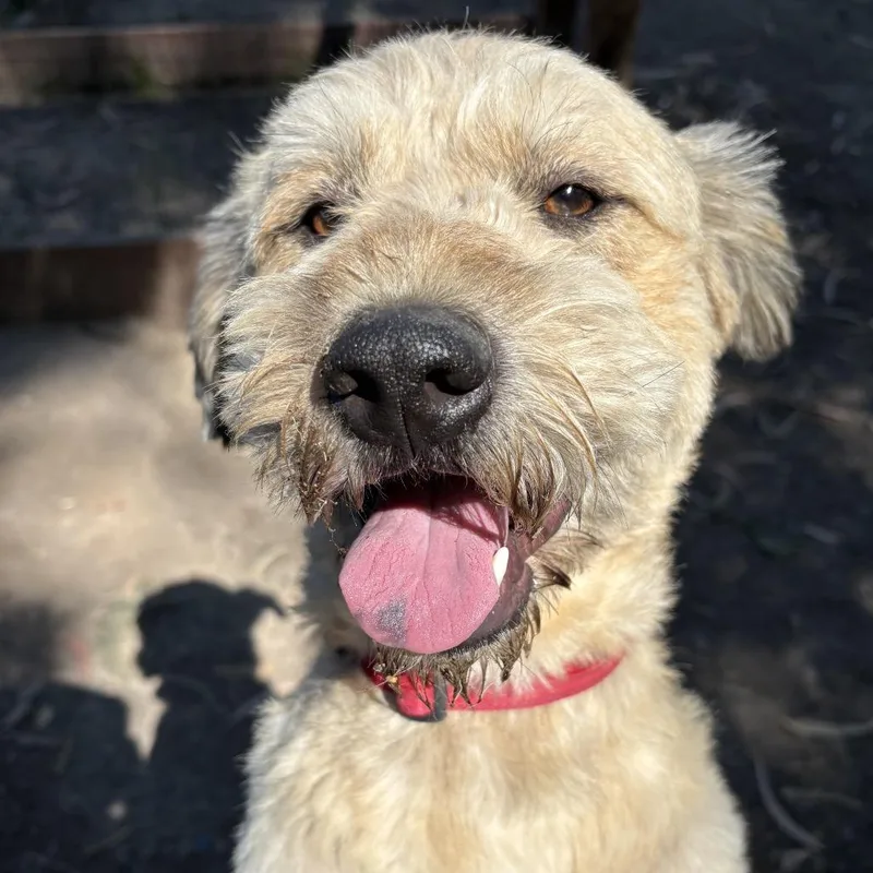 An adult medium-sized male Yellow / Tan / Blond / Fawn Terrier dog named Sir Edmund for adoption in Sonoma, CA
