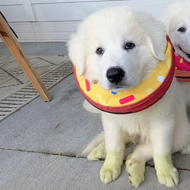 A baby large-sized male White / Cream Great Pyrenees dog named Auggie for adoption in St. Clair, MO