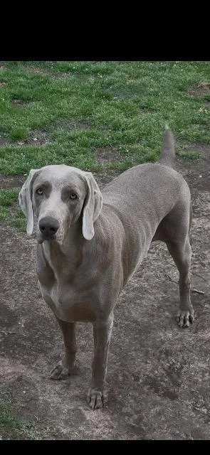 A young large-sized female Weimaraner dog named Honey for adoption in Fayetteville, AR