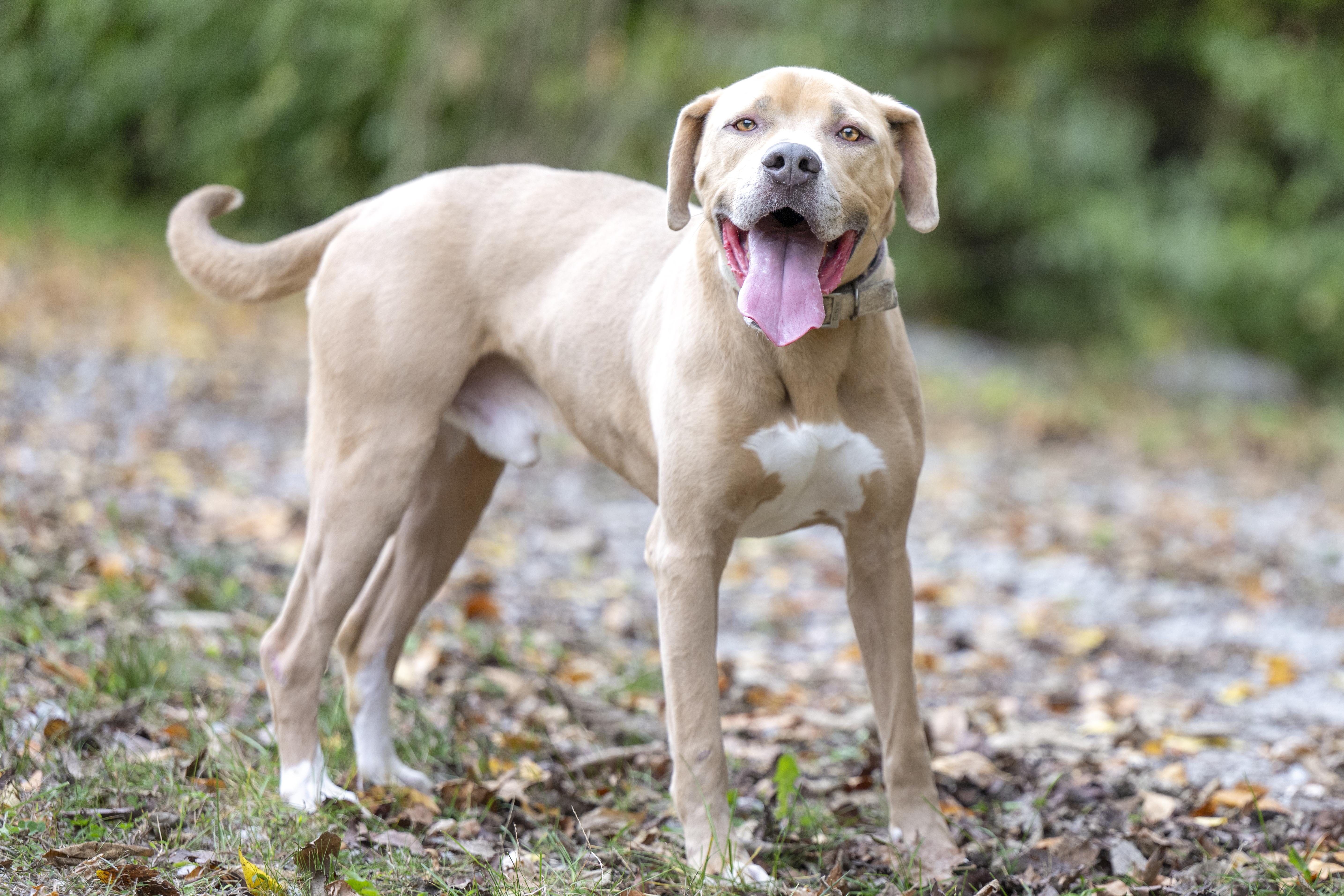 Big Thor thumbnail 2