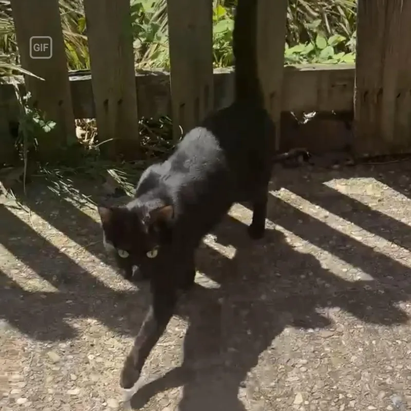 A young large-sized female Black Domestic Short Hair cat named Lilac for adoption in PITTSBURGH, PA
