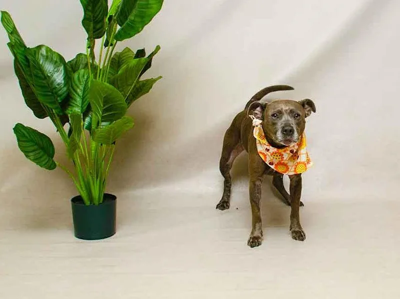 An adult medium-sized female Gray / Blue / Silver Terrier dog named Harley for adoption in Sanford, FL