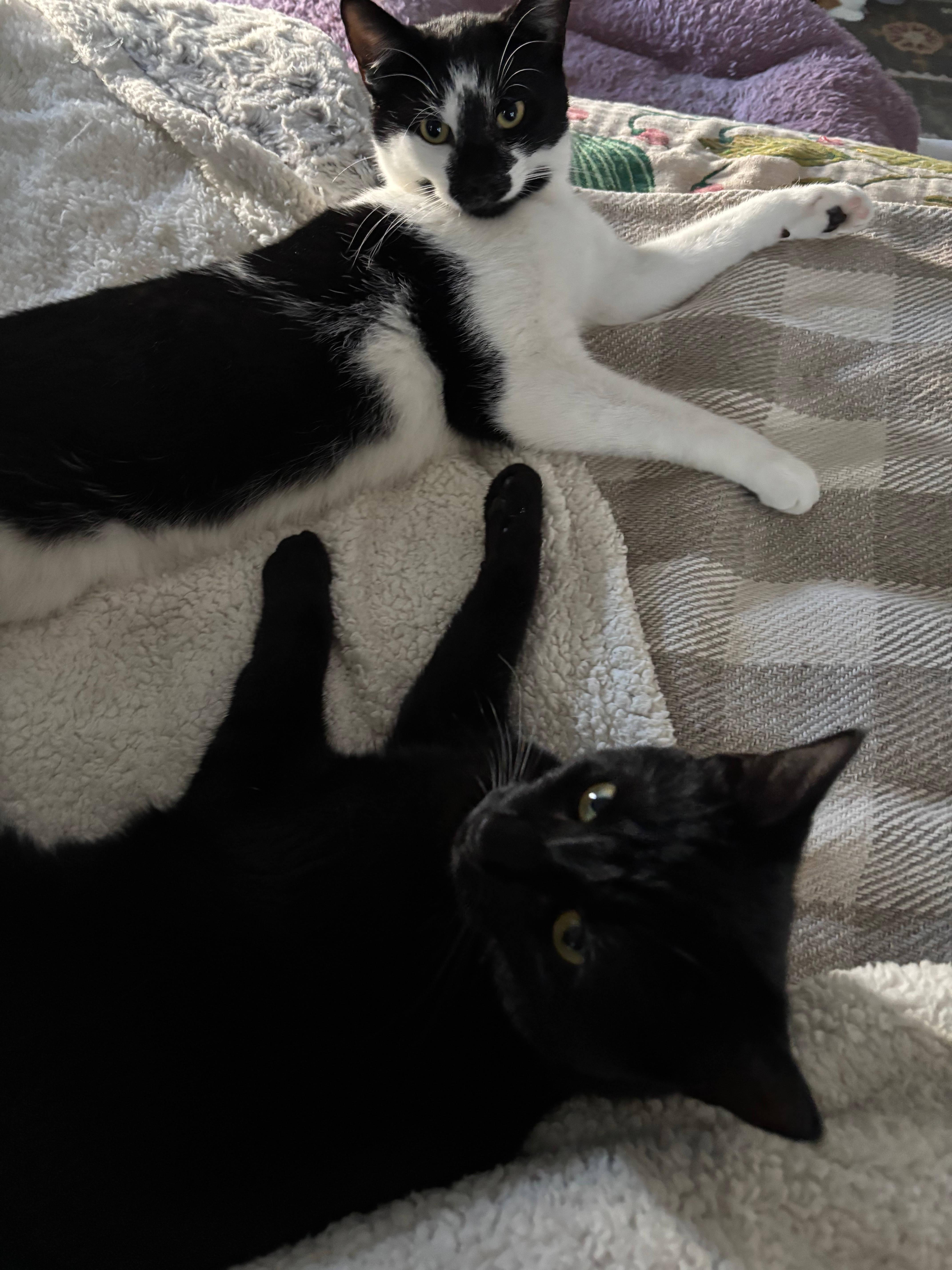 A young medium-sized male Domestic Short Hair cat named Romy and Norman for adoption in Melrose, MA