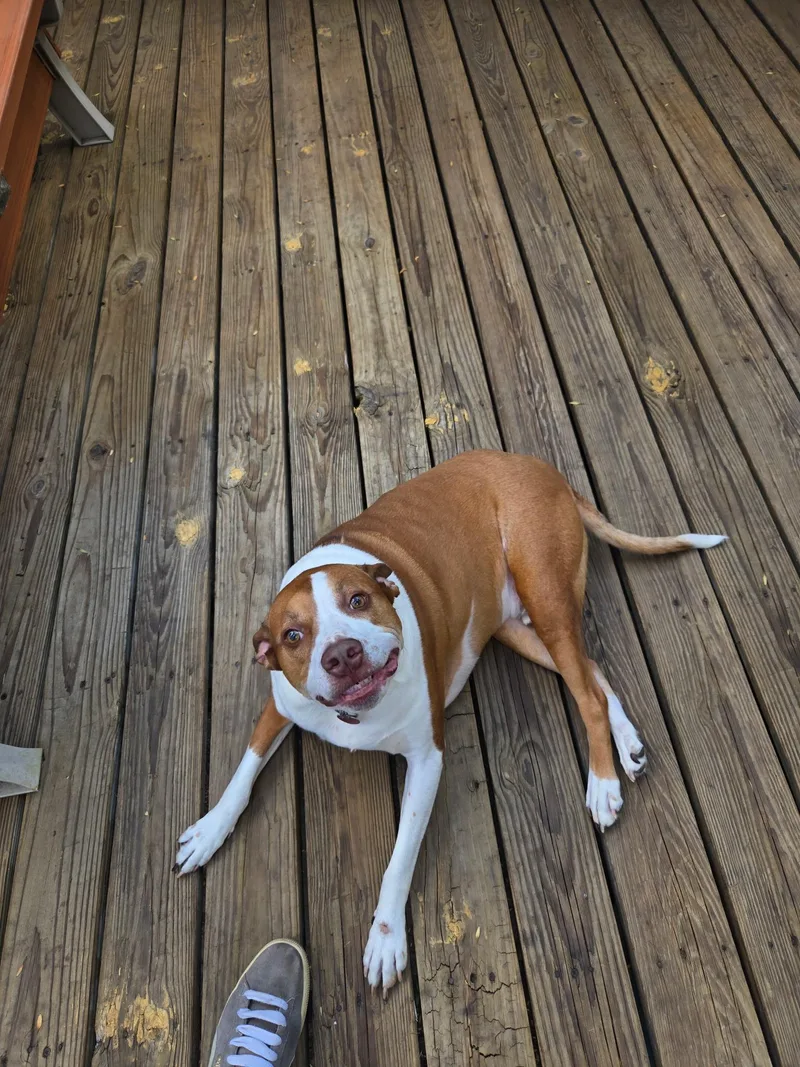 Pumpkin