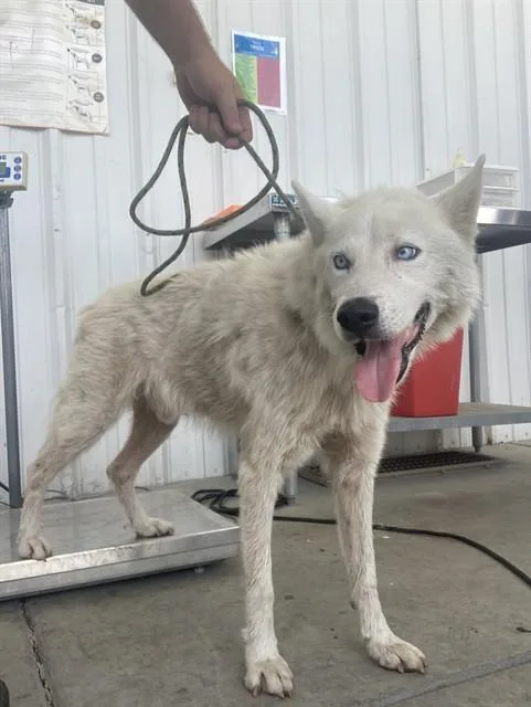 An adult large-sized male Siberian Husky dog named Radiohead for adoption in Bakersfield, CA