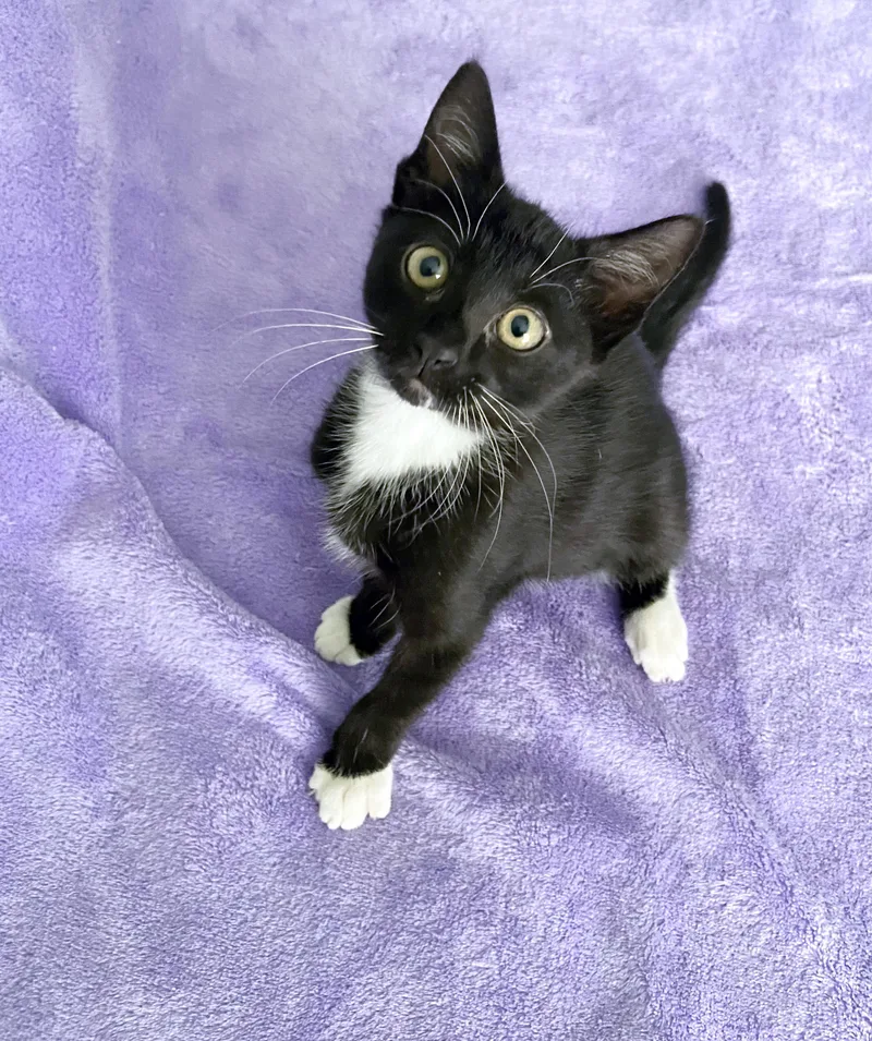 Penelope thumbnail 2
