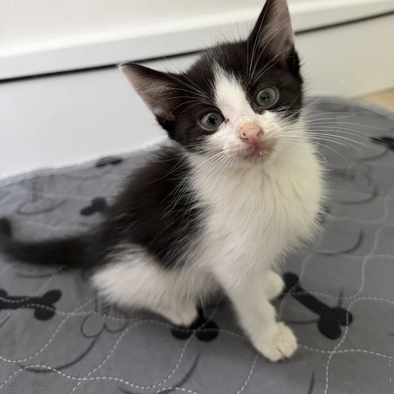 A baby small-sized female Black Domestic Short Hair cat named Dr. Pepper for adoption in Middle Village, NY