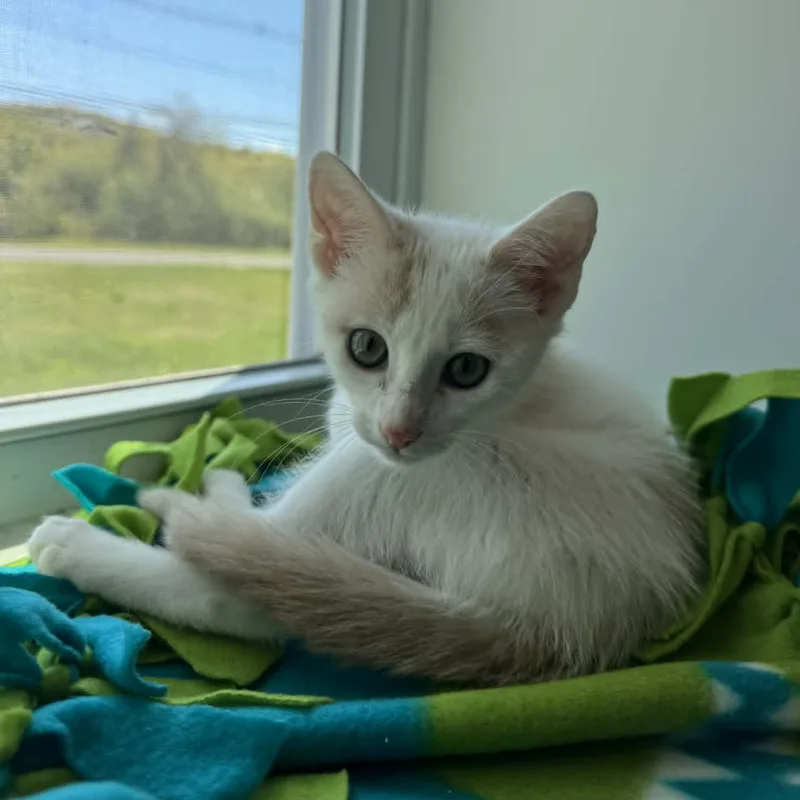 A baby small-sized female American Shorthair cat named Tygra for adoption in Danbury, CT