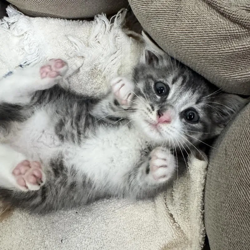 Lucky And Ash thumbnail 6