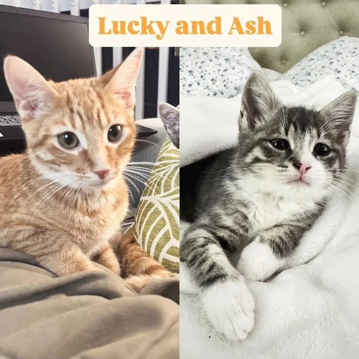 Lucky And Ash