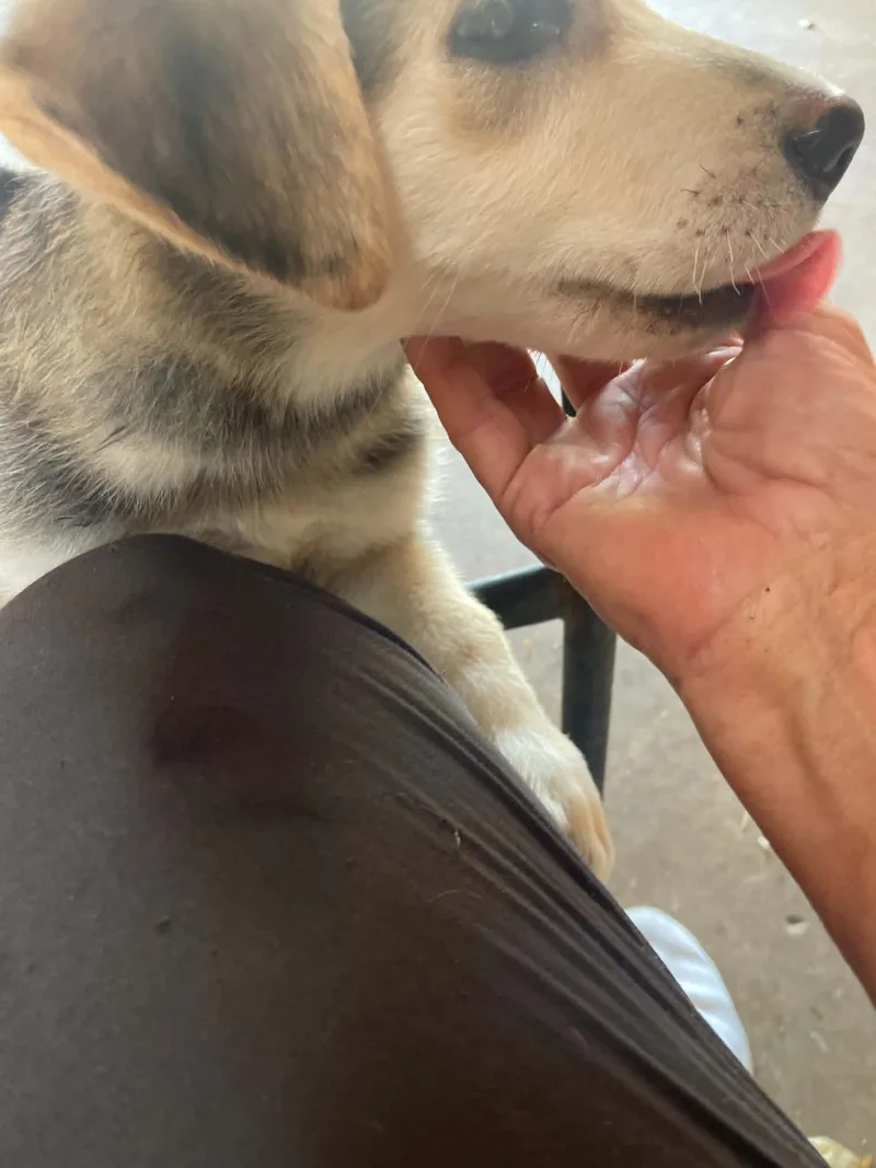 A baby medium-sized male Husky dog named Snuggle Bear for adoption in Calera, AL