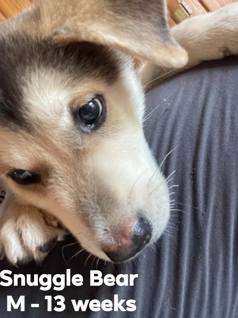 Snuggle Bear thumbnail 6