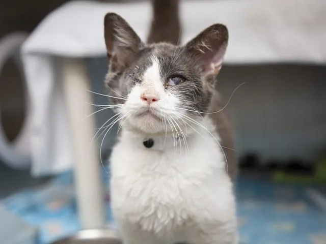 A young medium-sized female Domestic Short Hair cat named Aurora for adoption in Phoenix, AZ