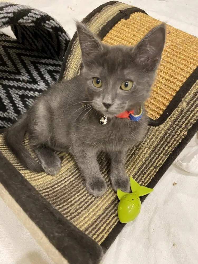 A baby small-sized male Gray / Blue / Silver Domestic Short Hair cat named Binchotan for adoption in Aurora, CO
