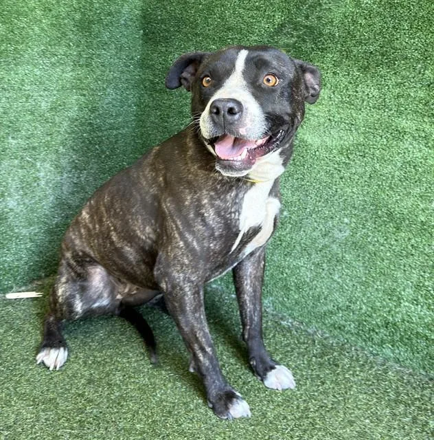 An adult medium-sized female Pit Bull Terrier dog named Diamond for adoption in Lancaster, CA