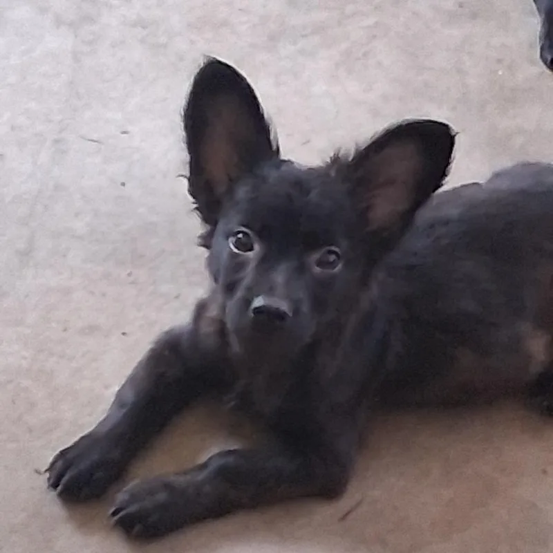 A baby medium-sized male Black Mixed Breed dog named Ewok for adoption in Morriston, FL