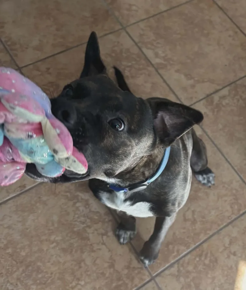 An adult medium-sized male Mixed Breed dog named Shadow for adoption in Sunset Bch, NC