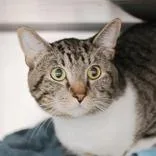 An adult medium-sized male Tabby (Buff / Tan / Fawn) Domestic Short Hair cat named Lei for adoption in Hilliard, OH