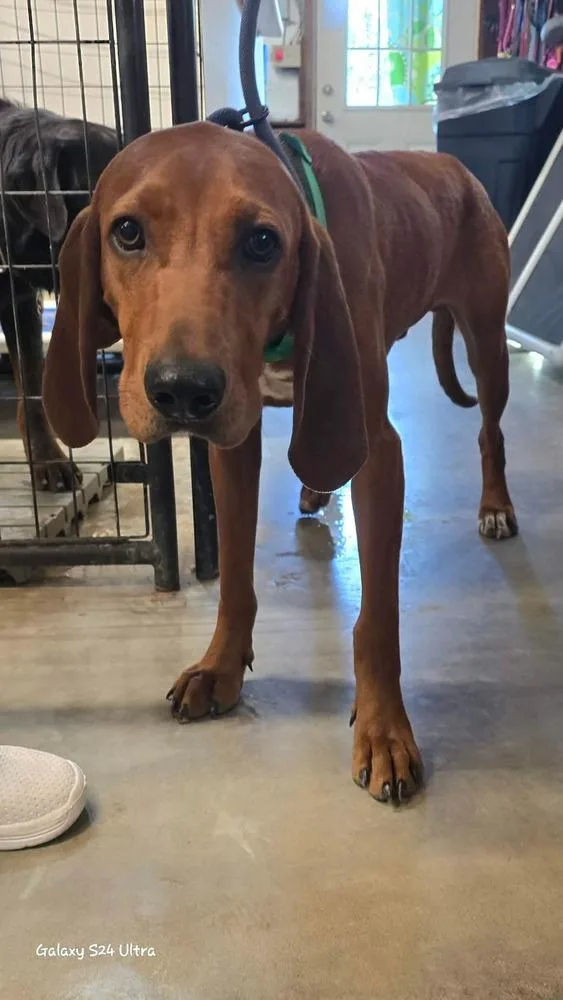 An adult large-sized male Red / Chestnut / Orange Redbone Coonhound dog named D Michael aka Boone for adoption in Warrenton, MO