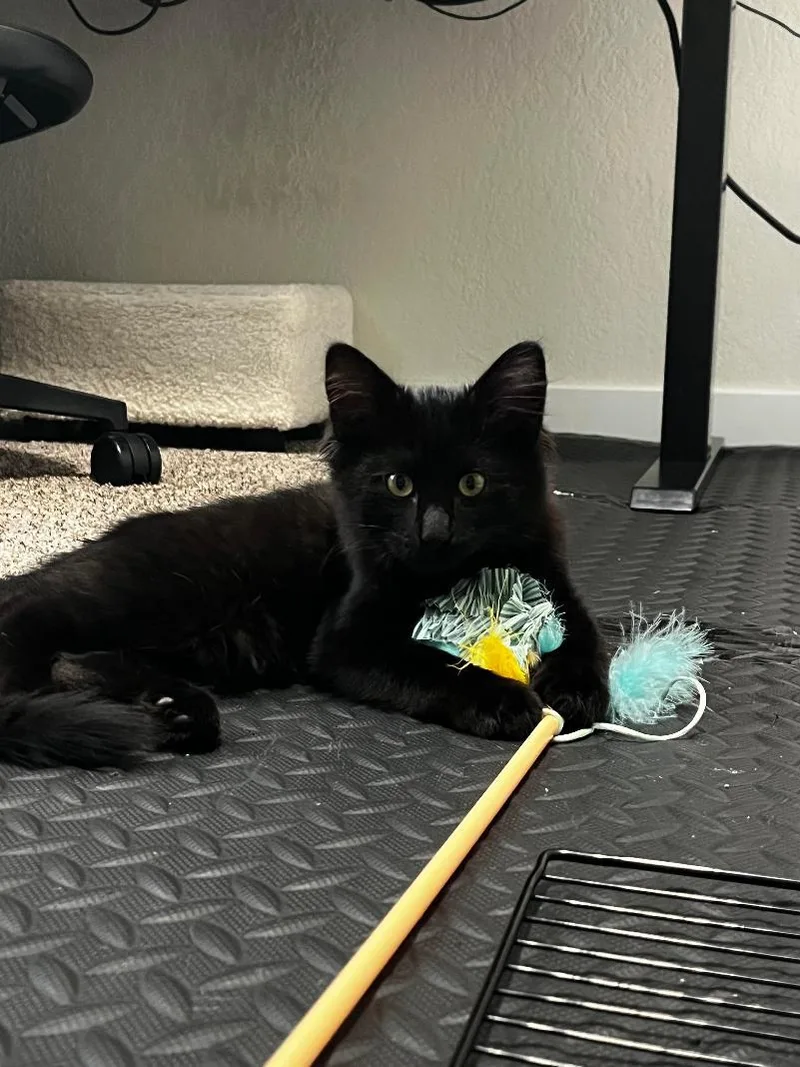 A baby medium-sized male Black Domestic Medium Hair cat named Wolf Knight for adoption in Colorado Springs, CO