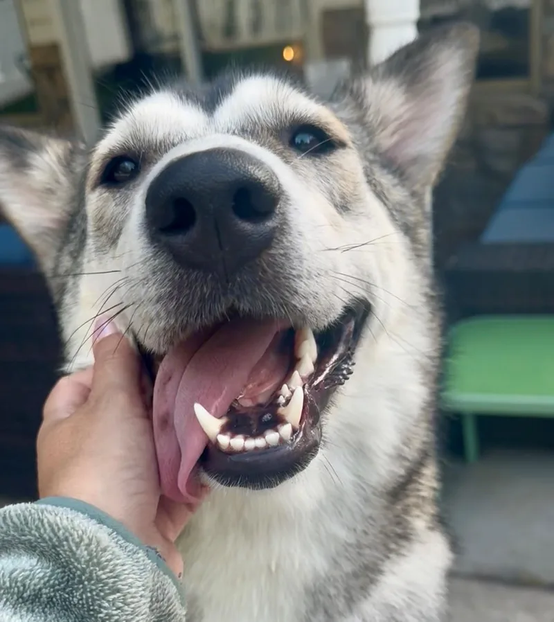 A young medium-sized female Tricolor (Brown, Black, & White) Siberian Husky dog named Charlotte for adoption in York, PA