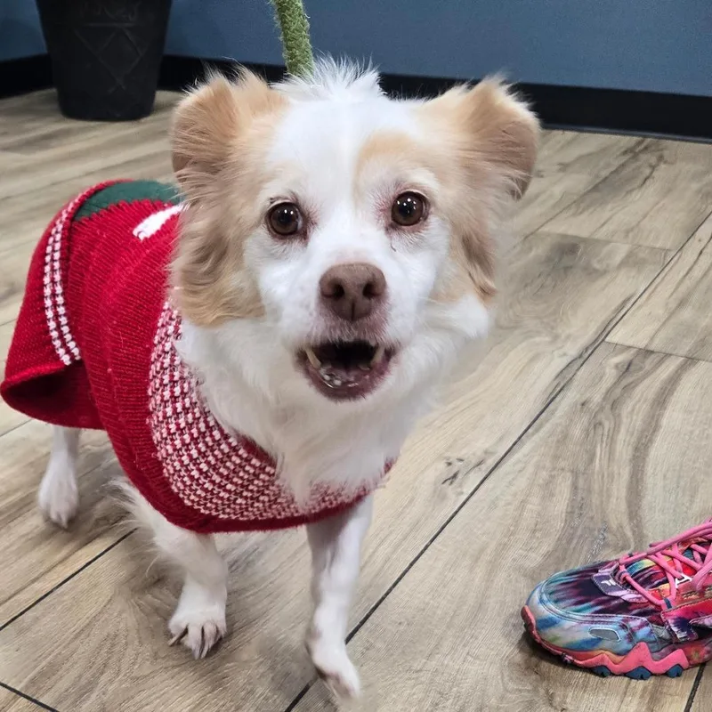 A senior small-sized male White / Cream Mixed Breed dog named Jc for adoption in Newark, NJ