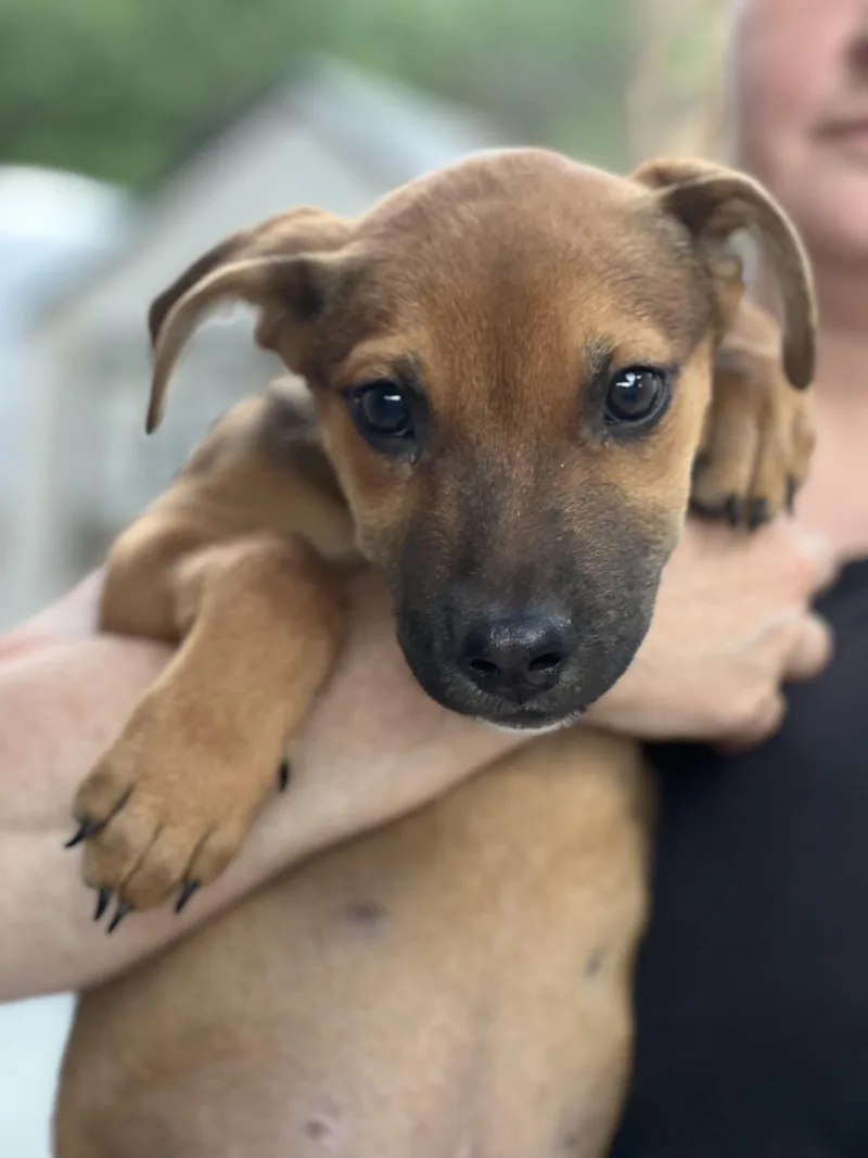 A baby medium-sized male Black German Shepherd Dog named Duke for adoption in Encino, CA