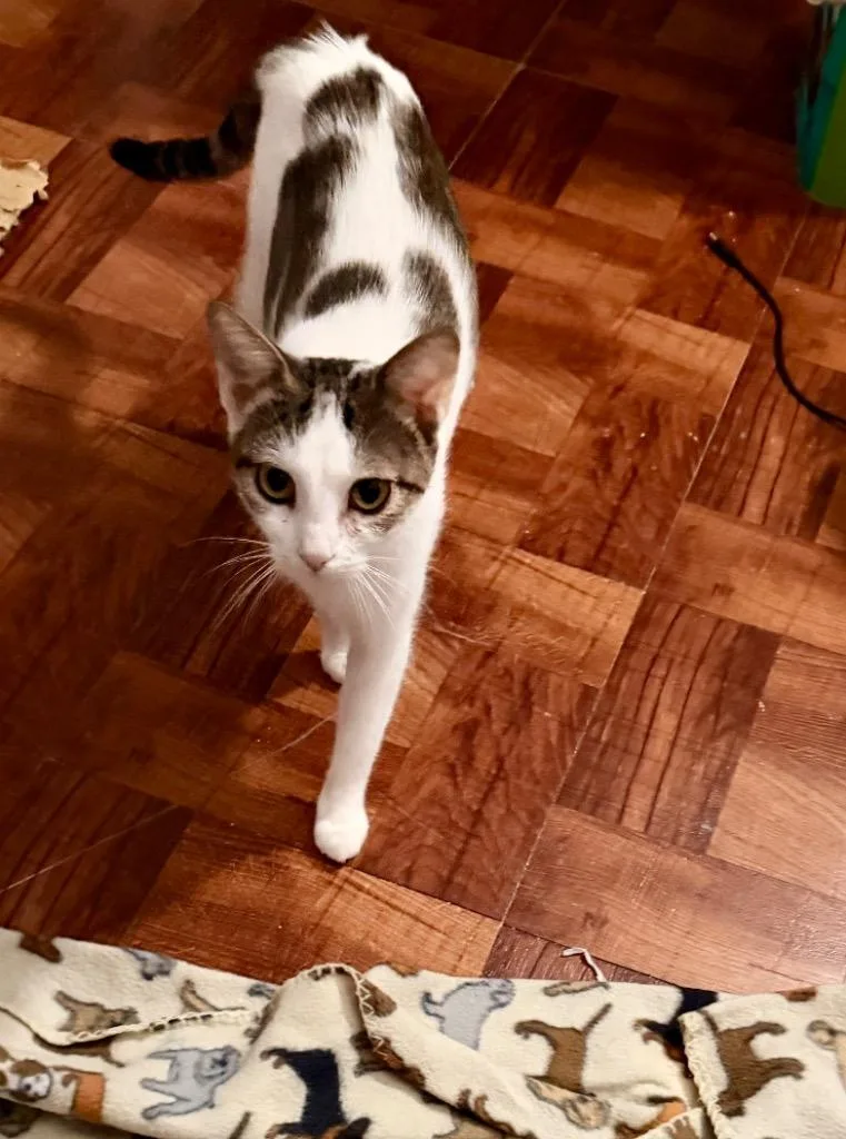 A young medium-sized female Tabby cat named Rhaenyra for adoption in San Antonio, TX