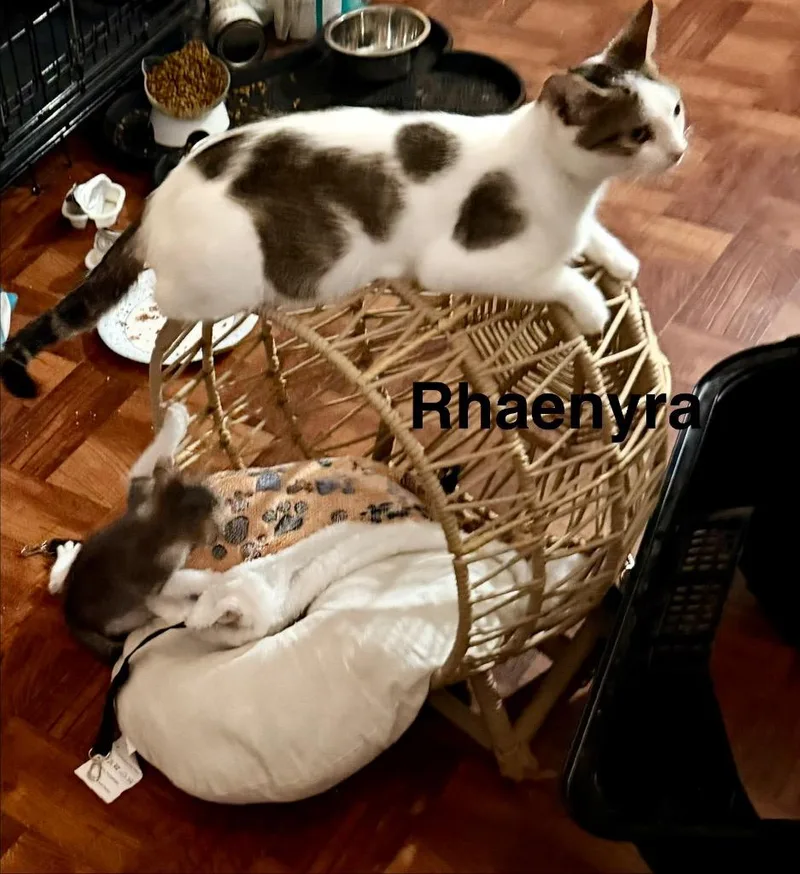Rhaenyra thumbnail 4