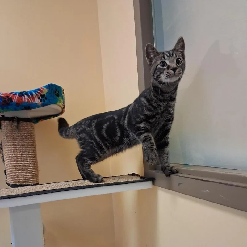 A baby medium-sized male Brown / Chocolate Domestic Short Hair cat named Lake for adoption in Baltimore, MD