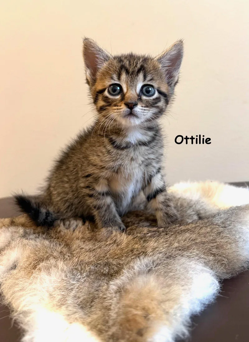 A baby medium-sized female Tabby cat named Ottilie for adoption in Buford, GA